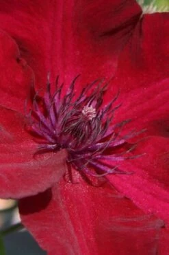 Nubia Clematis - 1 Gallon Pot -Plant Serie Store clematis nubia 6