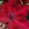 Nubia Clematis - 1 Gallon Pot -Plant Serie Store clematis nubia 7