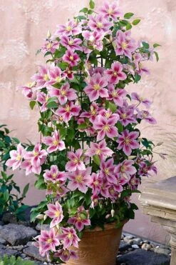 Piilu Clematis (Little Duckling) - 1 Gallon Pot -Plant Serie Store clematis piilu 3