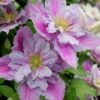 Piilu Clematis (Little Duckling) - 1 Gallon Pot -Plant Serie Store clematis piilu 4