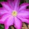 Pink Champagne Clematis - 1 Gallon Pot -Plant Serie Store clematis pink champagne 10