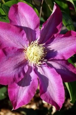 Pink Champagne Clematis - 1 Gallon Pot -Plant Serie Store clematis pink champagne 2