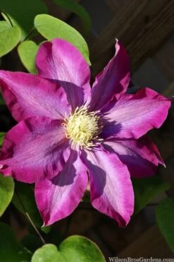 Pink Champagne Clematis - 1 Gallon Pot -Plant Serie Store clematis pink champagne
