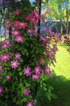 Pink Champagne Clematis - 1 Gallon Pot -Plant Serie Store clematis pink champagne 4