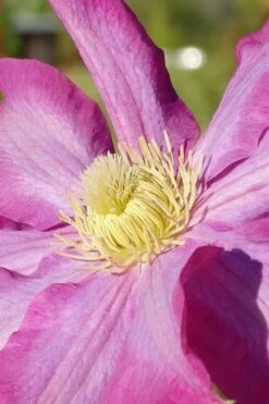 Pink Champagne Clematis - 1 Gallon Pot -Plant Serie Store clematis pink champagne 6