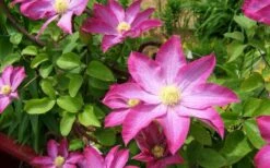 Pink Champagne Clematis - 1 Gallon Pot -Plant Serie Store clematis pink champagne 8