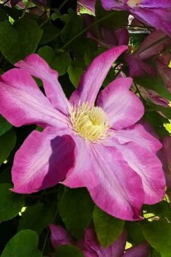 Pink Champagne Clematis - 1 Gallon Pot -Plant Serie Store clematis pink champagne 9