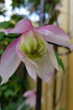 Pink Flamingo Clematis - 1 Gallon Pot -Plant Serie Store clematis pink flamingo 3