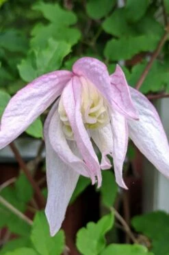 Pink Flamingo Clematis - 1 Gallon Pot -Plant Serie Store clematis pink flamingo 6