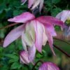 Pink Flamingo Clematis - 1 Gallon Pot -Plant Serie Store clematis pink flamingo 8