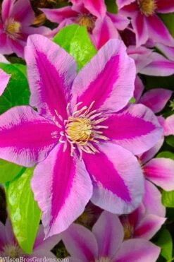 Poseidon Clematis - 1 Gallon Pot -Plant Serie Store clematis poseidon 12