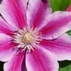 Poseidon Clematis - 1 Gallon Pot -Plant Serie Store clematis poseidon 8