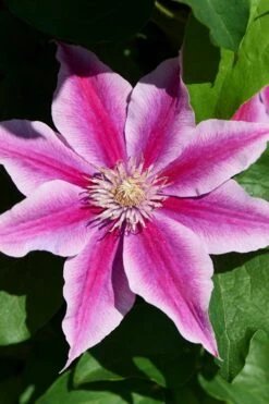 Poseidon Clematis - 1 Gallon Pot -Plant Serie Store clematis poseidon 9
