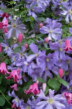 Prince Charles Clematis - 1 Gallon Pot -Plant Serie Store clematis prince charles 6