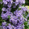 Prince Charles Clematis - 1 Gallon Pot -Plant Serie Store clematis prince charles 7