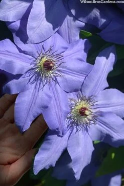 Ramona Clematis - 1 Gallon Pot -Plant Serie Store clematis ramona 15