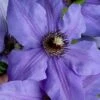 Ramona Clematis - 1 Gallon Pot -Plant Serie Store clematis ramona 19