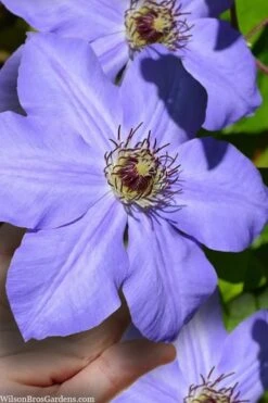 Ramona Clematis - 1 Gallon Pot -Plant Serie Store clematis ramona 9