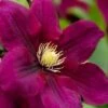 Rosemoor Clematis - 1 Gallon Pot -Plant Serie Store clematis rosemoor 4