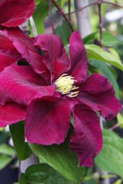 Rosemoor Clematis - 1 Gallon Pot -Plant Serie Store clematis rosemoor 5