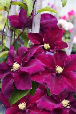 Rosemoor Clematis - 1 Gallon Pot -Plant Serie Store clematis rosemoor 6