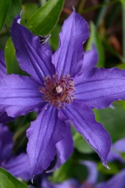 Sapphire Indigo Clematis - 1 Gallon Pot -Plant Serie Store clematis sapphire indigo 1