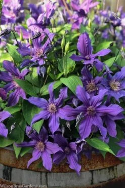 Sapphire Indigo Clematis - 1 Gallon Pot -Plant Serie Store clematis sapphire indigo 4
