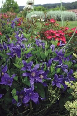 Sapphire Indigo Clematis - 1 Gallon Pot -Plant Serie Store clematis sapphire indigo 6