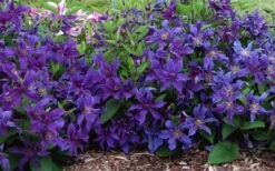 Sapphire Indigo Clematis - 1 Gallon Pot -Plant Serie Store clematis sapphire indigo 7
