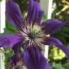 Sapphire Indigo Clematis - 1 Gallon Pot -Plant Serie Store clematis sapphire indigo 9