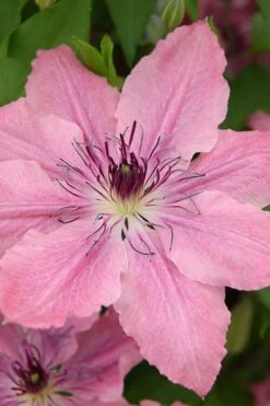 Sarah Elizabeth Clematis - 1 Gallon Pot -Plant Serie Store clematis sarah elizabeth 4