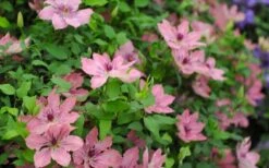Sarah Elizabeth Clematis - 1 Gallon Pot -Plant Serie Store clematis sarah elizabeth 5
