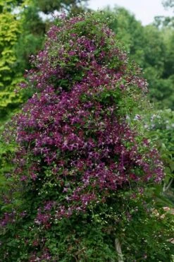 Sweet Summer Love Clematis - 1 Gallon Pot 13 Sweet Summer Love Clematis - 1 Gallon Pot -Plant Serie Store clematis sweet summer love 4