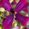Sweet Summer Love Clematis - 1 Gallon Pot -Plant Serie Store clematis sweet summer love 6