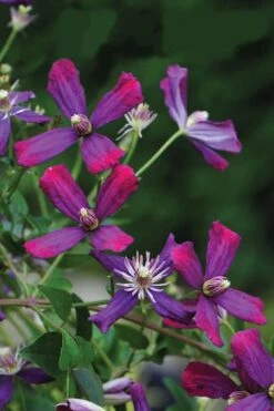 Sweet Summer Love Clematis - 1 Gallon Pot 12 Sweet Summer Love Clematis - 1 Gallon Pot -Plant Serie Store clematis sweet summer love 8