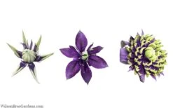 Taiga Clematis - 2 Gallon Pot -Plant Serie Store clematis taiga 24