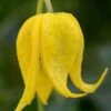 Tangutica Yellow Clematis - 1 Gallon Pot -Plant Serie Store clematis tanguitica 6