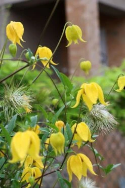 Tangutica Yellow Clematis - 1 Gallon Pot -Plant Serie Store clematis tangutica 1