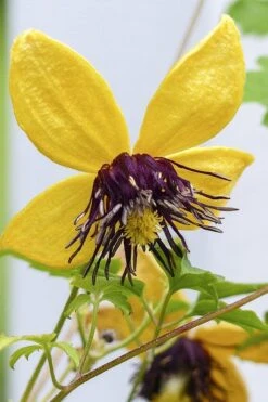 Tangutica Yellow Clematis - 1 Gallon Pot -Plant Serie Store clematis tangutica 2