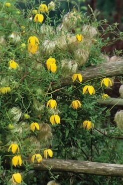 Tangutica Yellow Clematis - 1 Gallon Pot -Plant Serie Store clematis tangutica 4