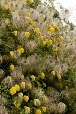 Tangutica Yellow Clematis - 1 Gallon Pot -Plant Serie Store clematis tangutica flowers and seedheads