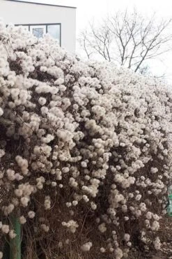 Tangutica Yellow Clematis - 1 Gallon Pot -Plant Serie Store clematis tangutica seedheads winter