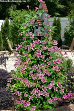 Duchess Of Albany Clematis - 1 Gallon Pot -Plant Serie Store clematis texensis duchess of albany 15