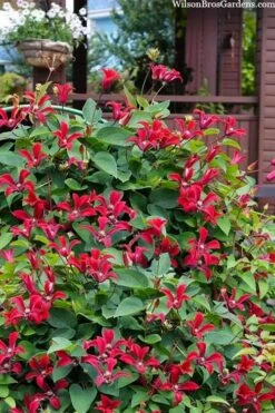 Gravetye Beauty Clematis - 1 Gallon Pot -Plant Serie Store clematis texensis gravetye beauty 10