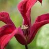 Gravetye Beauty Clematis - 1 Gallon Pot -Plant Serie Store clematis texensis gravetye beauty 2