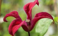 Gravetye Beauty Clematis - 1 Gallon Pot -Plant Serie Store clematis texensis gravetye beauty 4