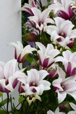 Princess Kate Clematis - 1 Gallon Pot -Plant Serie Store clematis texensis princess kate 15