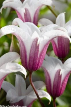 Princess Kate Clematis - 1 Gallon Pot -Plant Serie Store clematis texensis princess kate 23