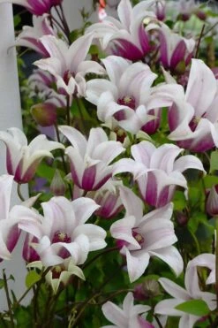 Princess Kate Clematis - 1 Gallon Pot -Plant Serie Store clematis texensis princess kate 4