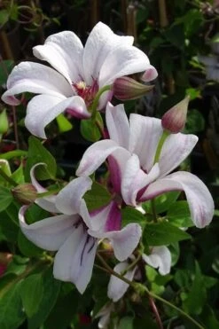Princess Kate Clematis - 1 Gallon Pot -Plant Serie Store clematis texensis princess kate 5
